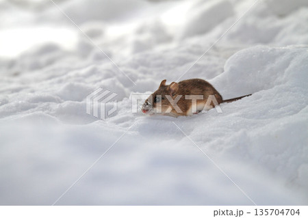 雪下のトンネルから這い出し餌を探すエゾアカネズミ 蝦夷赤鼠 野ネズミ 雪下のトンネルから這い出し餌を探すエゾアカネズミ 蝦夷赤鼠 野ネズミ 135704704