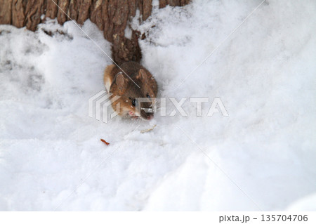 雪下のトンネルから這い出し餌を探すエゾアカネズミ　蝦夷赤鼠　野ネズミ 135704706