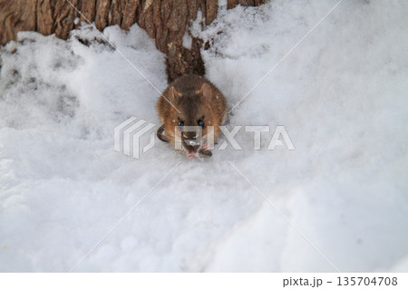 雪下のトンネルから這い出し餌を探すエゾアカネズミ　蝦夷赤鼠　野ネズミ 135704708