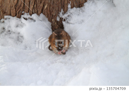 雪下のトンネルから這い出し餌を探すエゾアカネズミ 蝦夷赤鼠 野ネズミ 雪下のトンネルから這い出し餌を探すエゾアカネズミ 蝦夷赤鼠 野ネズミ 135704709