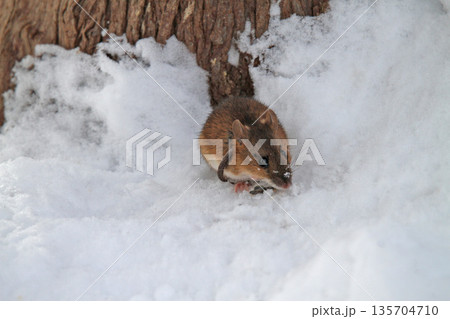 雪下のトンネルから這い出し餌を探すエゾアカネズミ 蝦夷赤鼠 野ネズミ 雪下のトンネルから這い出し餌を探すエゾアカネズミ 蝦夷赤鼠 野ネズミ 135704710