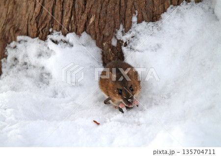 雪下のトンネルから這い出し餌を探すエゾアカネズミ 蝦夷赤鼠 野ネズミ 雪下のトンネルから這い出し餌を探すエゾアカネズミ 蝦夷赤鼠 野ネズミ 135704711