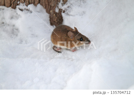 雪下のトンネルから這い出し餌を探すエゾアカネズミ　蝦夷赤鼠　野ネズミ 135704712