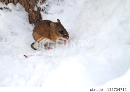 雪下のトンネルから這い出し餌を探すエゾアカネズミ　蝦夷赤鼠　野ネズミ 135704713