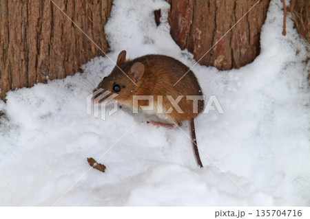 雪下のトンネルから這い出し餌を探すエゾアカネズミ 蝦夷赤鼠 野ネズミ 雪下のトンネルから這い出し餌を探すエゾアカネズミ 蝦夷赤鼠 野ネズミ 135704716