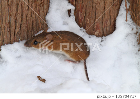 雪下のトンネルから這い出し餌を探すエゾアカネズミ 蝦夷赤鼠 野ネズミ 雪下のトンネルから這い出し餌を探すエゾアカネズミ 蝦夷赤鼠 野ネズミ 135704717