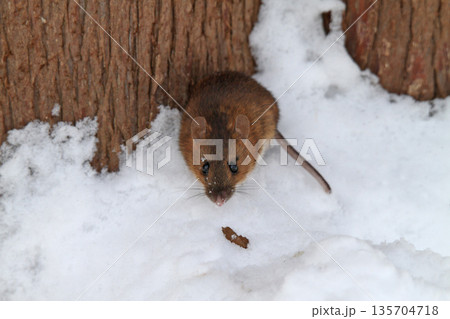 雪下のトンネルから這い出し餌を探すエゾアカネズミ　蝦夷赤鼠　野ネズミ 135704718