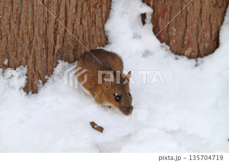 雪下のトンネルから這い出し餌を探すエゾアカネズミ　蝦夷赤鼠　野ネズミ 135704719
