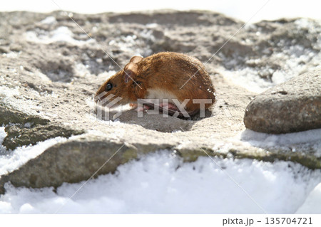 雪下のトンネルから這い出し餌を探すエゾアカネズミ 蝦夷赤鼠 野ネズミ 雪下のトンネルから這い出し餌を探すエゾアカネズミ 蝦夷赤鼠 野ネズミ 135704721