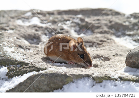 雪下のトンネルから這い出し餌を探すエゾアカネズミ　蝦夷赤鼠　野ネズミ 135704723