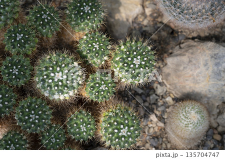 Rocky cacti under soft glow, Detailed botanical view of spiny cacti clustered on rocky soil with gentle overhead illumination Rocky cacti under soft glow, Detailed botanical view of spiny cacti clustered on rocky soil with gentle overhead illumination 135704747