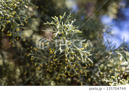 Small green sprigs, Conservation expert carefully inspects delicate evergreen buds under clear daytime skies with tranquil ambiance Small green sprigs, Conservation expert carefully inspects delicate evergreen buds under clear daytime skies with tranquil ambiance 135704749