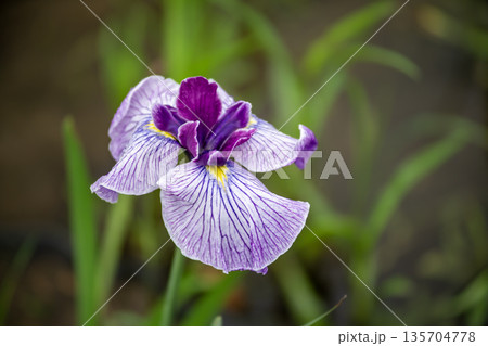 花菖蒲の花 135704778