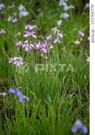 花菖蒲の花 135704779