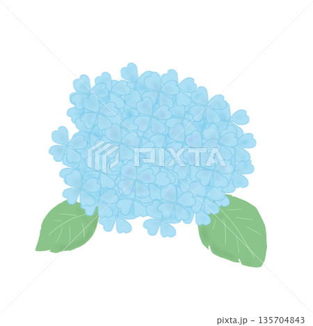 梅雨の季節に使える水色の紫陽花 135704843