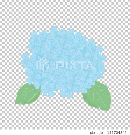 梅雨の季節に使える水色の紫陽花 135704843