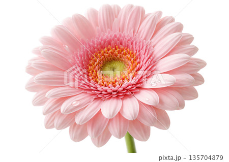 ガーベラ 135704879
