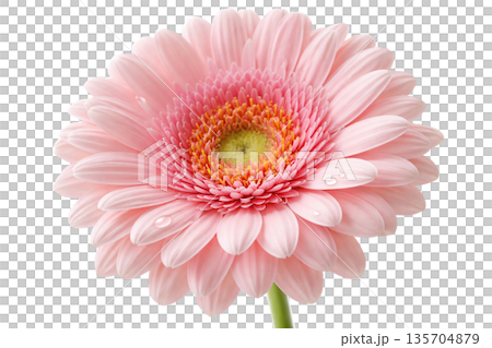 ガーベラ 135704879