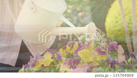 Gardener wearing striped shirt watering purple-yellow pansies in garden with white can and droplets 135704909