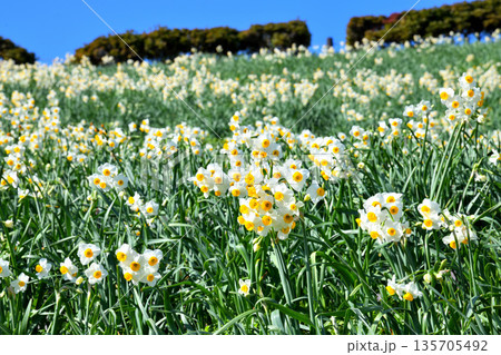 野母崎のスイセン、水仙 135705492