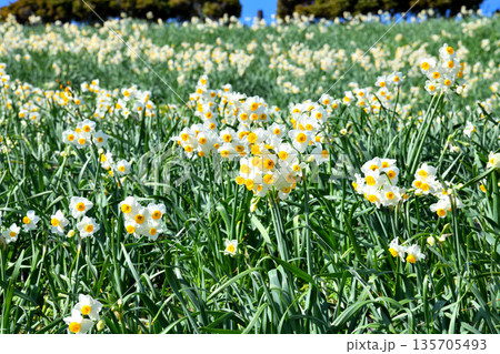 野母崎のスイセン、水仙 野母崎のスイセン、水仙 135705493