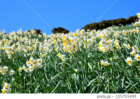 野母崎のスイセン、水仙 135705495