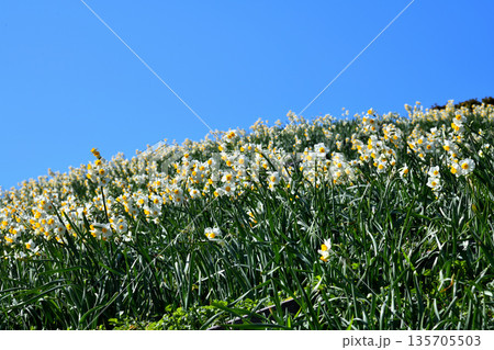 野母崎のスイセン、水仙 135705503