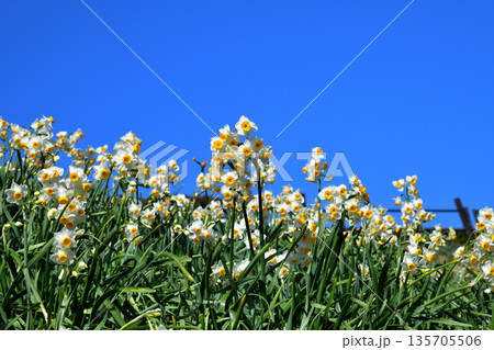 野母崎のスイセン、水仙 野母崎のスイセン、水仙 135705506