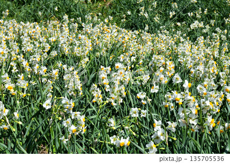 野母崎のスイセン、水仙 野母崎のスイセン、水仙 135705536