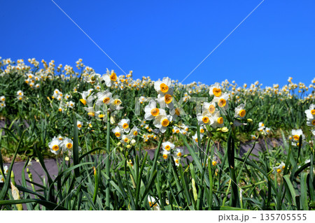 野母崎のスイセン、水仙 野母崎のスイセン、水仙 135705555