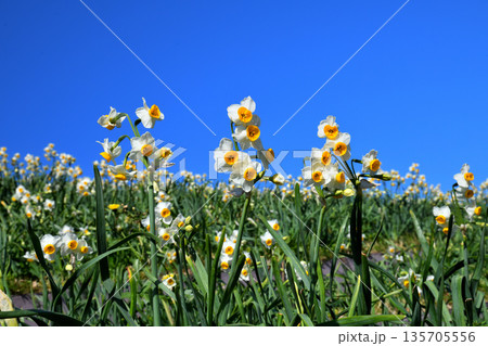 野母崎のスイセン、水仙 野母崎のスイセン、水仙 135705556