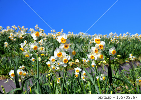 野母崎のスイセン、水仙 135705567