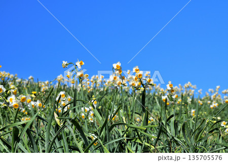 野母崎のスイセン、水仙 135705576