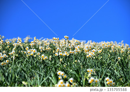 野母崎のスイセン、水仙 135705588