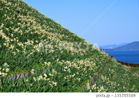 野母崎のスイセン、水仙 135705589