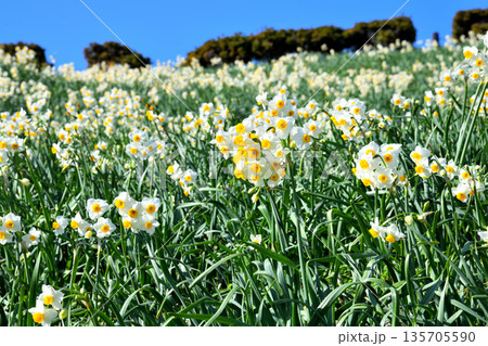 野母崎のスイセン、水仙 野母崎のスイセン、水仙 135705590