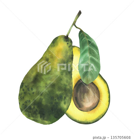 Watercolor whole avocado fruit. One ripe avocado with textured green skin, peel and stem. Hand drawn illustration isolated from background for vegetable food design, healthy vegan product packaging. 135705608