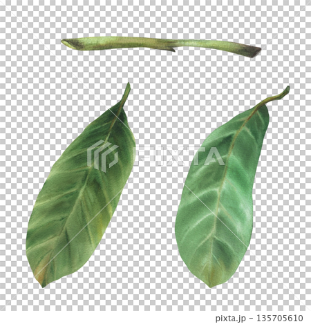 Leaves and stem of avocado plant tree branch. Watercolor Botanical hand painting of green plant leaf and twig. Nature tropical floral set. Avocado exotic foliage. Isolated from background illustration Leaves and stem of avocado plant tree branch. Watercolor Botanical hand painting of green plant leaf and twig. Nature tropical floral set. Avocado exotic foliage. Isolated from background illustration 135705610