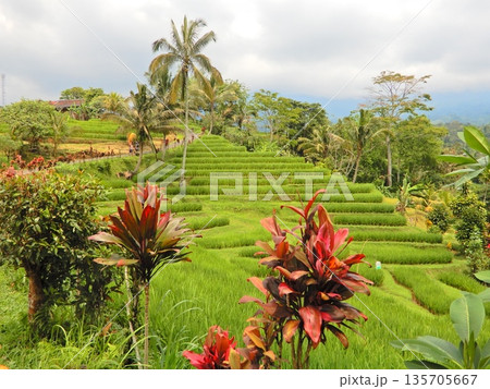 美しいジャティルイライステラス 135705667