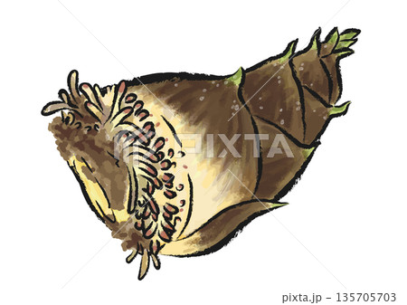 掘りたてで根がついたままの新鮮なたけのこ　手描き筆タッチのベクターイラスト　 135705703