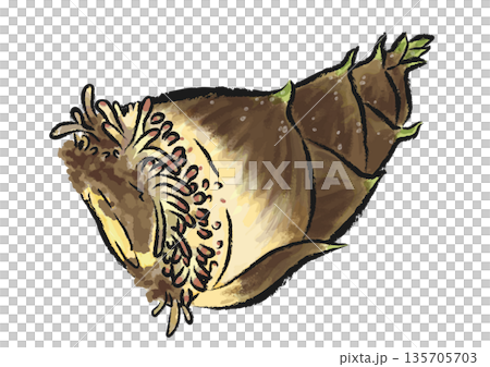 剛挖出的帶根竹筍 - 手繪筆觸向量圖 135705703