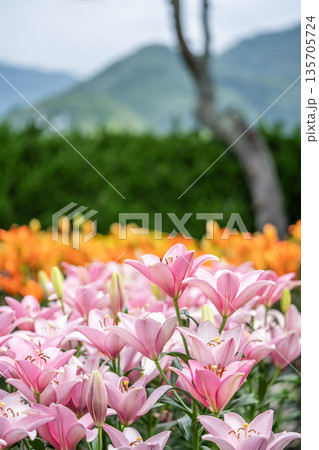 ユリの花が咲き誇る風景 135705724