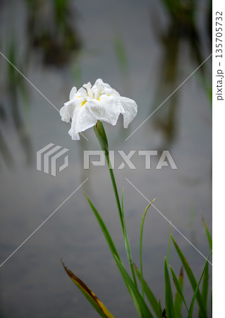 白い花菖蒲 135705732