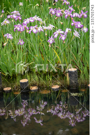 池に咲く花菖蒲 135705743