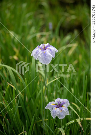 薄紫色の花菖蒲 薄紫色の花菖蒲 135705748