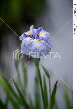 青い花菖蒲 135705751
