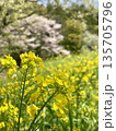 菜の花と桜が重なる日本の春の風景 135705796