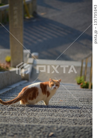 地域猫 地域猫 135705843