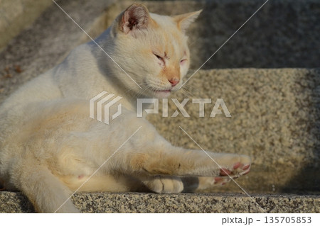 地域猫 地域猫 135705853