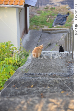 地域猫 135705854